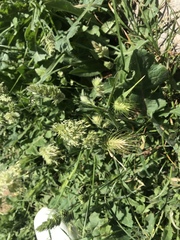 Dactylis glomerata hispanica