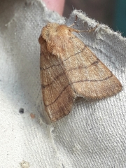 Charanyca trigrammica