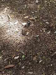 Spodiopsar cineraceus