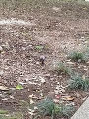 Spodiopsar cineraceus