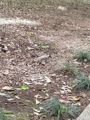 Spodiopsar cineraceus