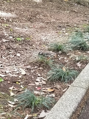 Spodiopsar cineraceus