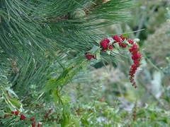 Blitum virgatum