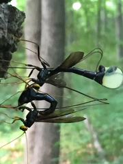 Megarhyssa atrata