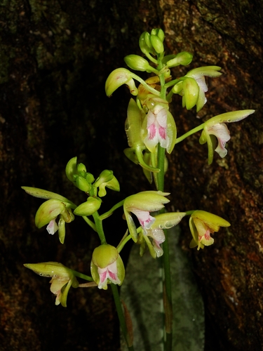 Monk Orchid