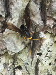 Megarhyssa atrata