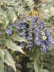 Berberis
