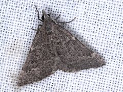 Dichromodes indicataria