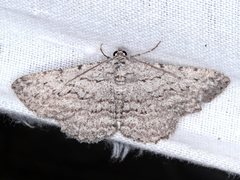 Psilosticha absorpta