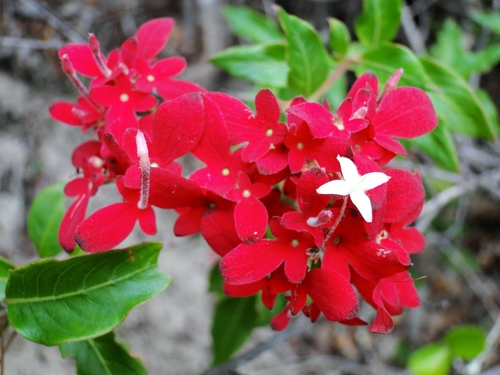 Paracarphalea kirondron