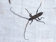 Aesiotyche favosa