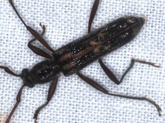 Aesiotyche favosa