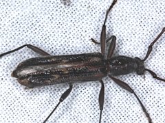 Aesiotyche favosa
