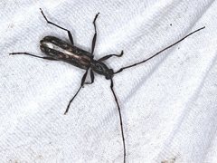 Aesiotyche favosa