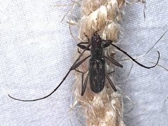 Aesiotyche favosa