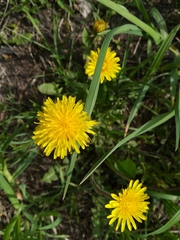 Taraxacum officinale