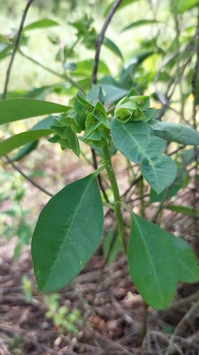 Euphorbia comosa