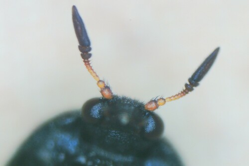 Black Carpet Beetle photo 5