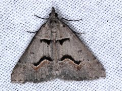 Dichromodes atrosignata