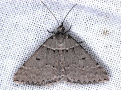 Dichromodes atrosignata