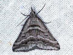 Dichromodes consignata