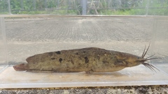 Clarias fuscus