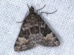 Dichromodes anelictis