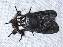 Psalidostetha banksiae