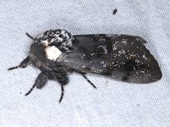 Psalidostetha banksiae