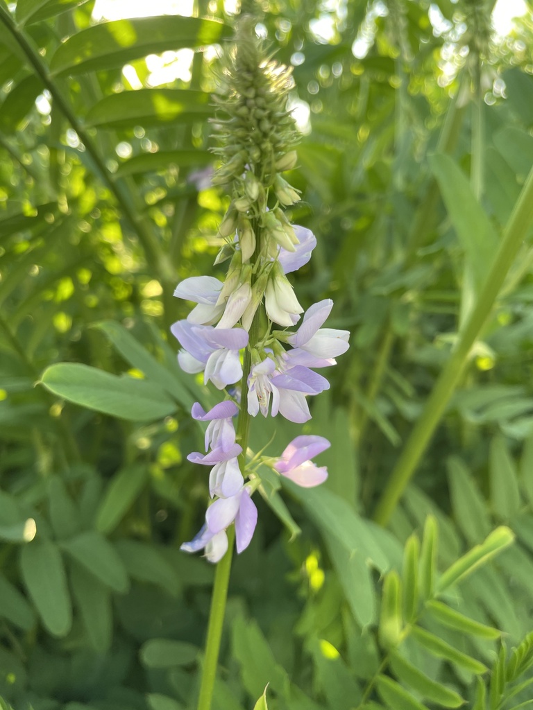 Professor-weed (Galega officinalis)