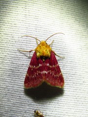 Schinia volupia