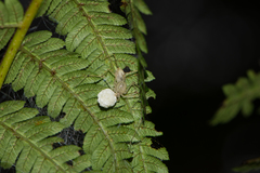 Scytodes pallida