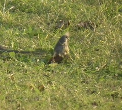 Colius striatus minor