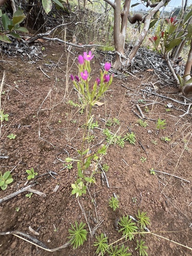 Centaurium erythraea observed 2024-06-17
