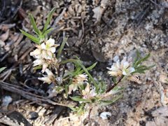 Laxmannia orientalis