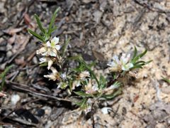 Laxmannia orientalis