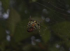Araneus seminiger