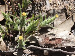 Podotheca angustifolia