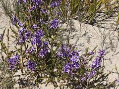 Calectasia intermedia