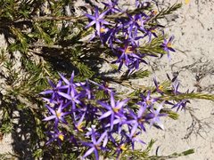 Calectasia intermedia