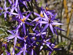 Calectasia intermedia