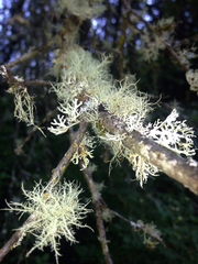Usnea trichodea