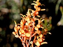 Gyrostemon australasicus