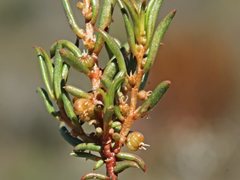 Gyrostemon australasicus