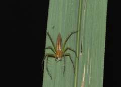 Oxyopes striagatus