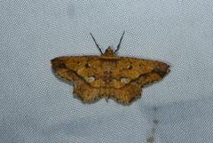 Entomopteryx combusta