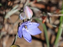 Thelymitra juncifolia