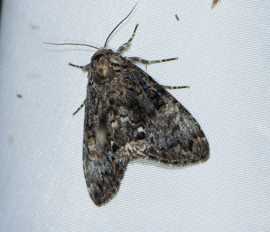 Trisuloides sericea