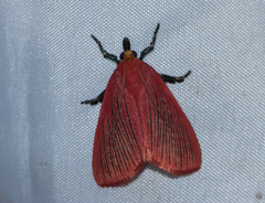Arctioblepsis rubida