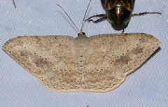 Luxiaria mitorrhaphes